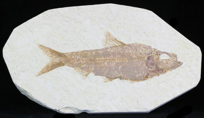 Knightia Fossil Fish - Wyoming #32721